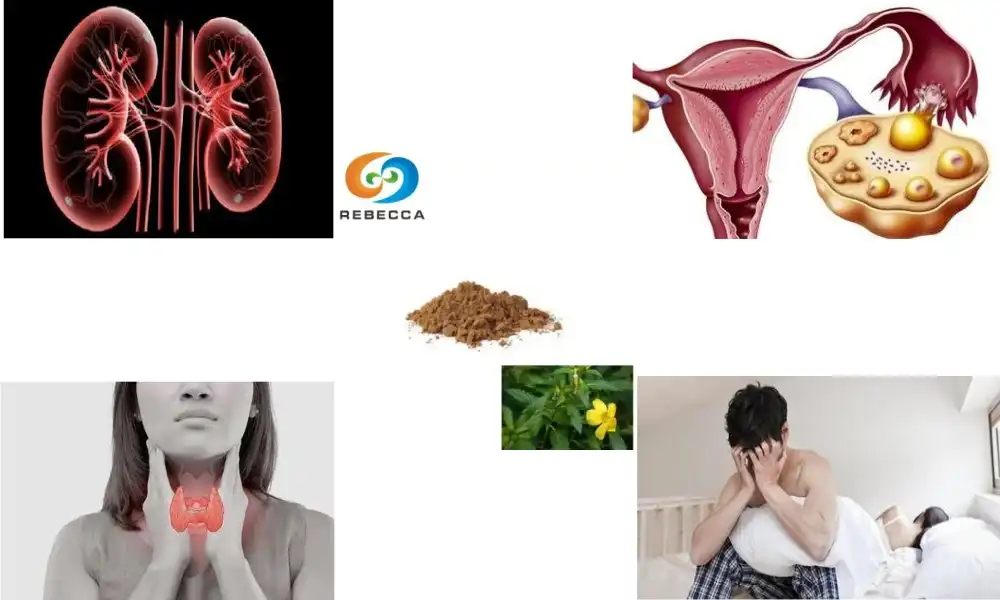 Damiana and menopause symptoms: what to expect Damiana and menopause symptoms: what to expect